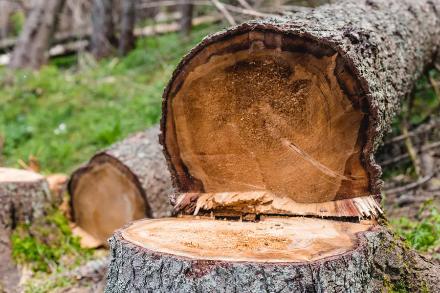 How To Choose The Right Tree Cutting Service For Your Needs in Wilmington, NC How To Choose The Right Tree Cutting Service For Your Needs in Wilmington, NC