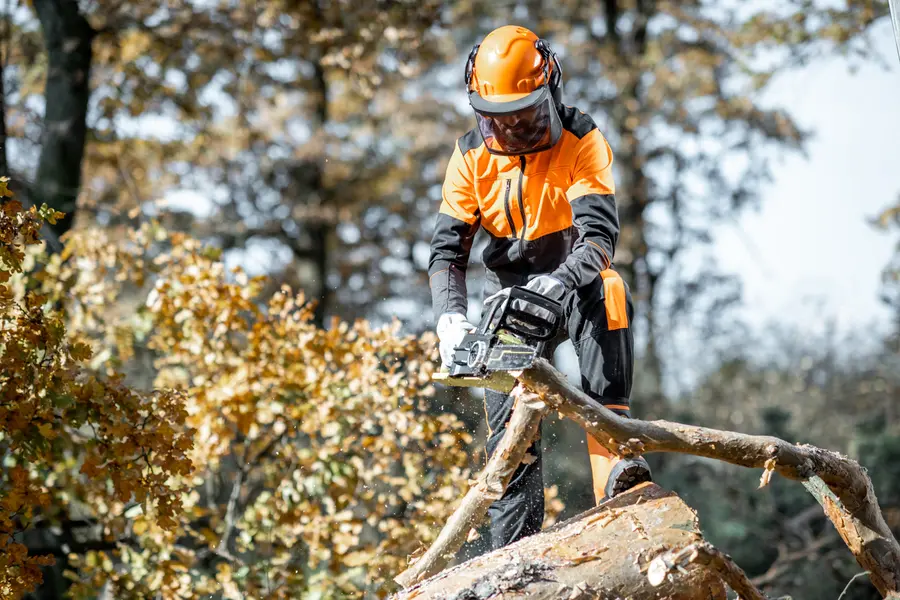 Preparing Your Yard For A Professional Tree Cutting Service Wilmington, NC