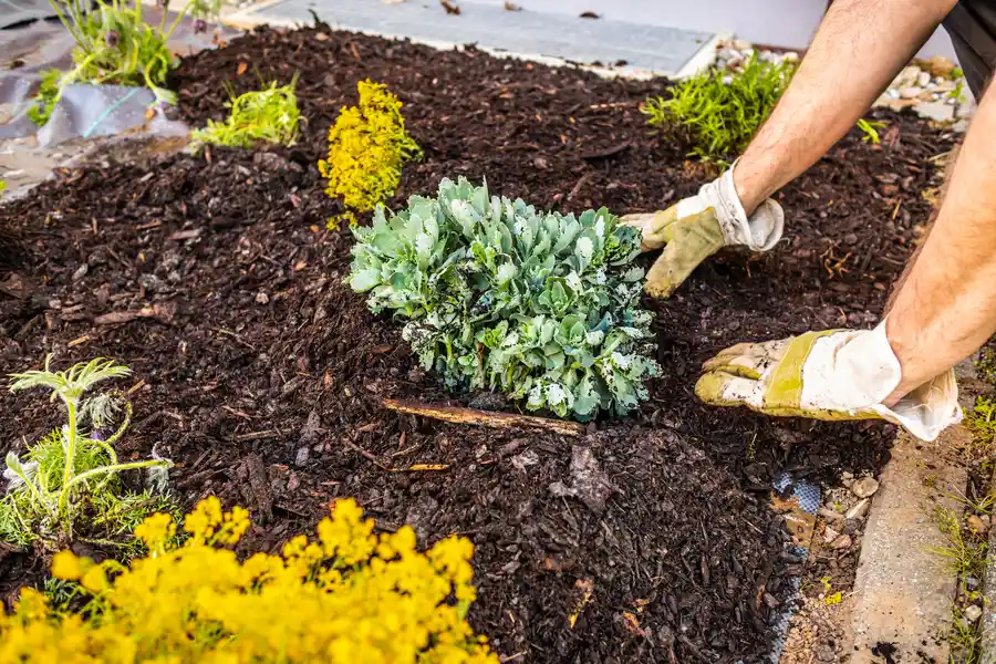 Affordable Mulch Installation Wilmington, NC Affordable Mulch Installation Wilmington, NC