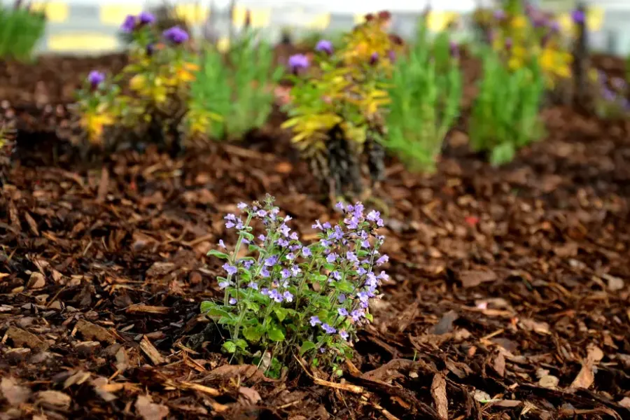 Local Mulch Installation Wilmington, NC Local Mulch Installation Wilmington, NC